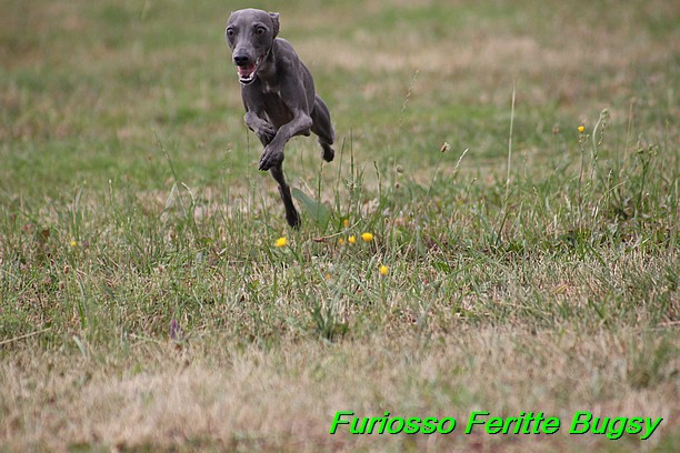 Furiosso Feritte Bugsy 9 mesicu (43)