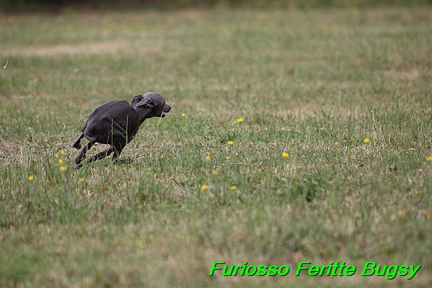 Furiosso Feritte Bugsy 9 mesicu (46)