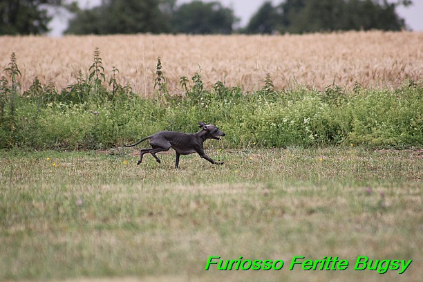 Furiosso Feritte Bugsy 9 mesicu (48)