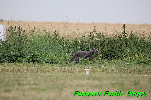 Furiosso Feritte Bugsy 9 mesicu (49)