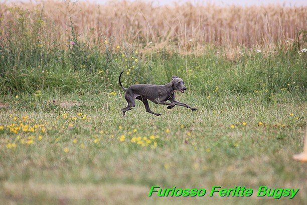 Furiosso Feritte Bugsy 9 mesicu (50)