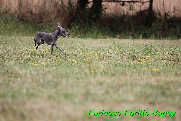 Furiosso Feritte Bugsy 9 mesicu (51)