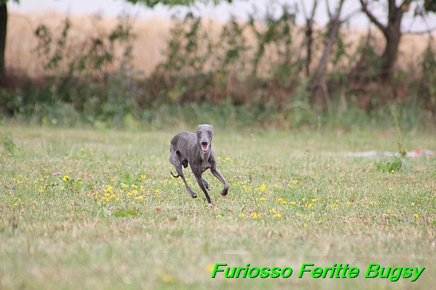 Furiosso Feritte Bugsy 9 mesicu (52)