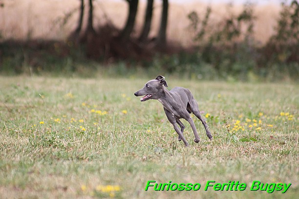 Furiosso Feritte Bugsy 9 mesicu (53)