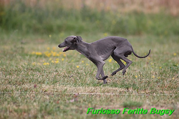 Furiosso Feritte Bugsy 9 mesicu (55)