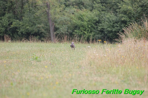 Furiosso Feritte Bugsy 9 mesicu (62)