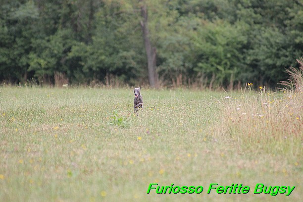 Furiosso Feritte Bugsy 9 mesicu (64)