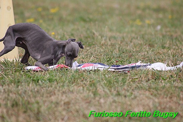 Furiosso Feritte Bugsy 9 mesicu (76)