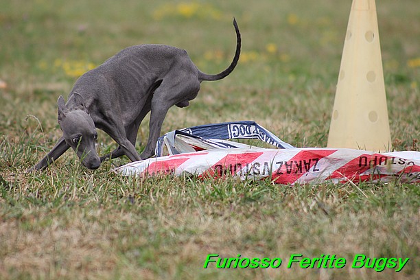 Furiosso Feritte Bugsy 9 mesicu (78)