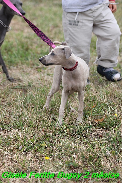 Gisele Feritte Bugsy 2 mesice (5)