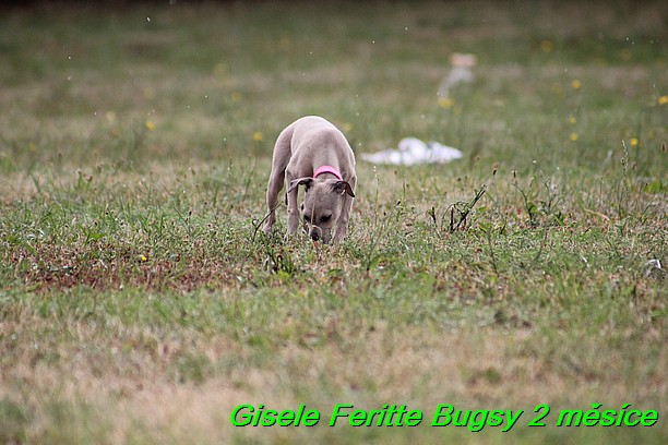 Gisele Feritte Bugsy 2 mesice (53)