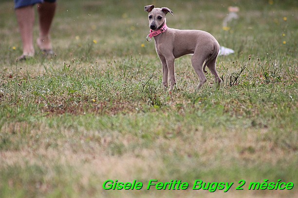 Gisele Feritte Bugsy 2 mesice (54)