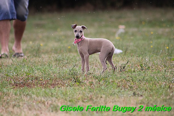 Gisele Feritte Bugsy 2 mesice (55)