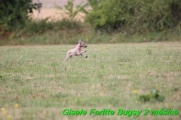 Gisele Feritte Bugsy 2 mesice (85)