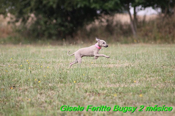 Gisele Feritte Bugsy 2 mesice (93)