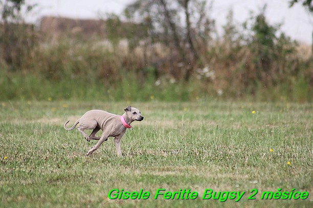 Gisele Feritte Bugsy 2 mesice (96)