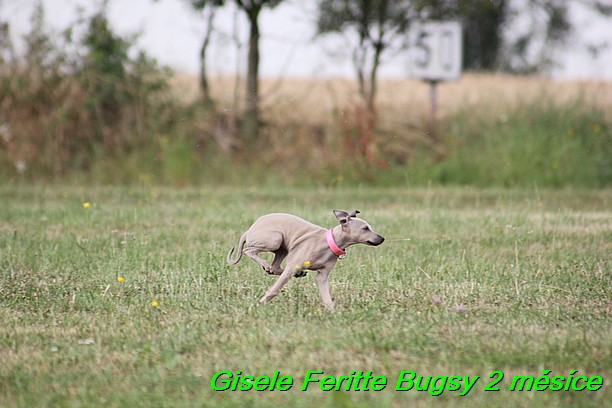 Gisele Feritte Bugsy 2 mesice (97)