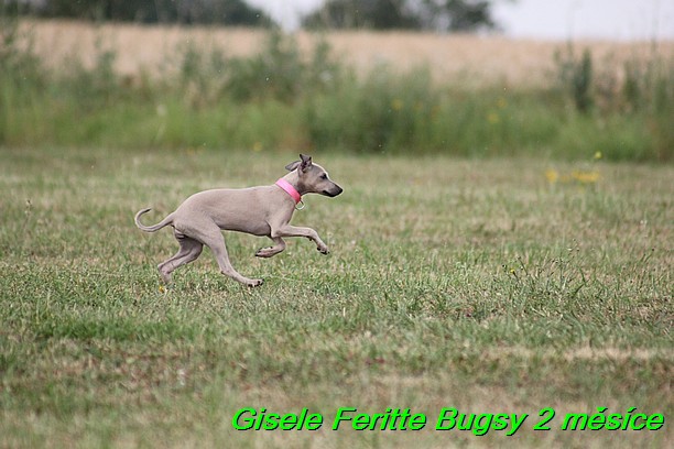 Gisele Feritte Bugsy 2 mesice (99)