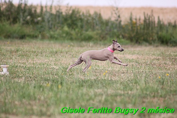 Gisele Feritte Bugsy 2 mesice (102)