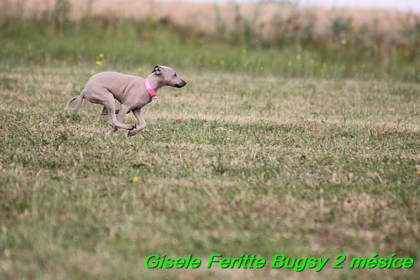 Gisele Feritte Bugsy 2 mesice (108)