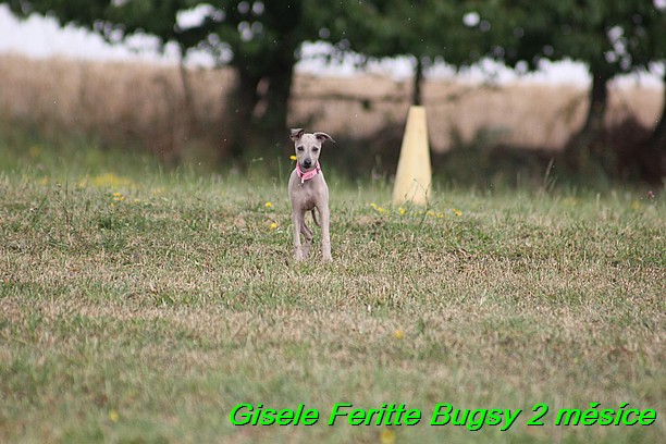 Gisele Feritte Bugsy 2 mesice (110)