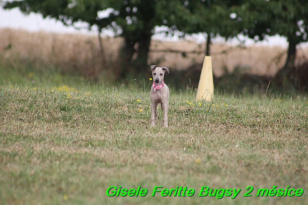 Gisele Feritte Bugsy 2 mesice (111)