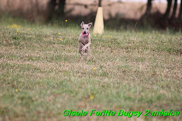 Gisele Feritte Bugsy 2 mesice (113)