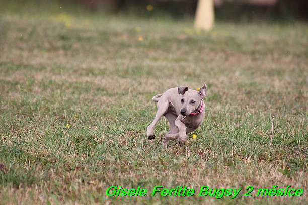 Gisele Feritte Bugsy 2 mesice (118)