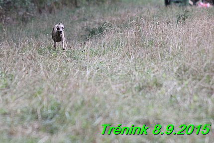 Trenink 8.9.2015 (97)