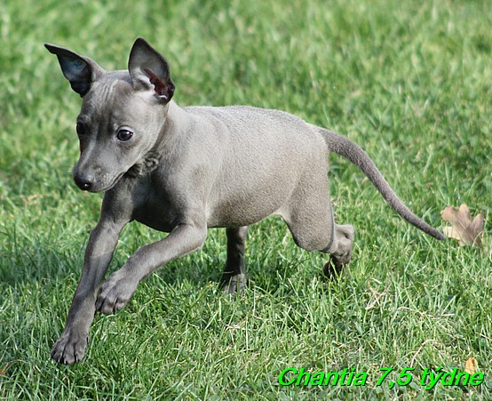 Chantia Feritte Bugsy 7,5 týdne (1)