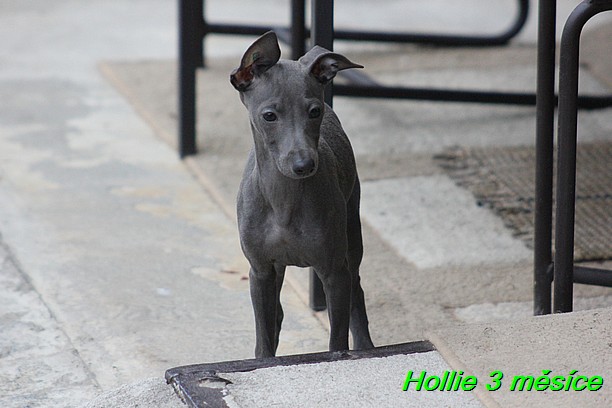 Hollie 3 mesice (2)