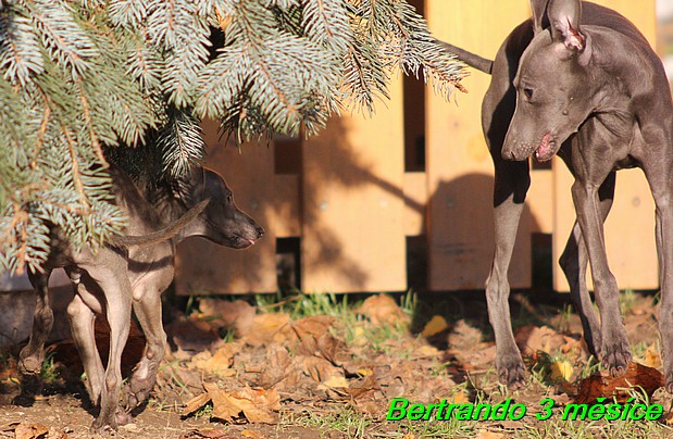 Bertrando 3,5 mesice (2)