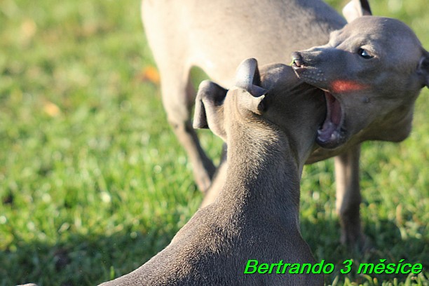 Bertrando 3,5 mesice (4)