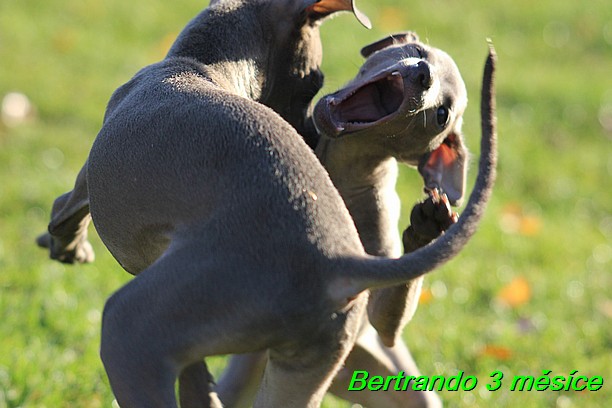 Bertrando 3,5 mesice (5)