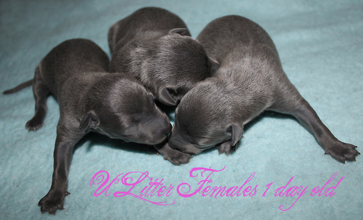 Litter U 2012, females 1 day kopie