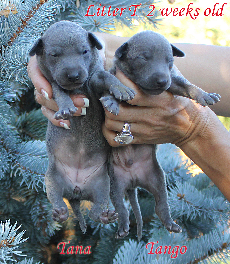 Litter T 2012, 2 weeks old 02