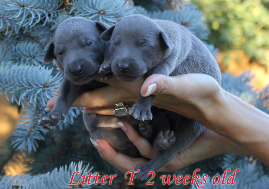 Litter T 2012, 2 weeks old 