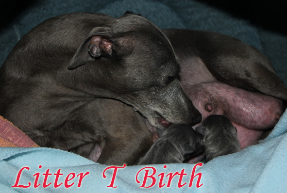 Litter T 2012, 6 hours old (0c2) kopie