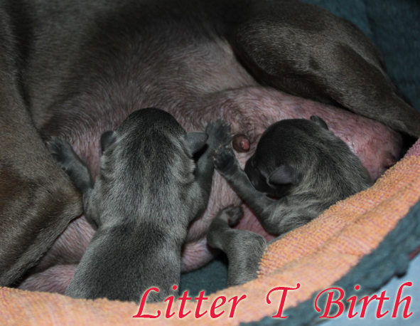 Litter T 2012, 6 hours old 03