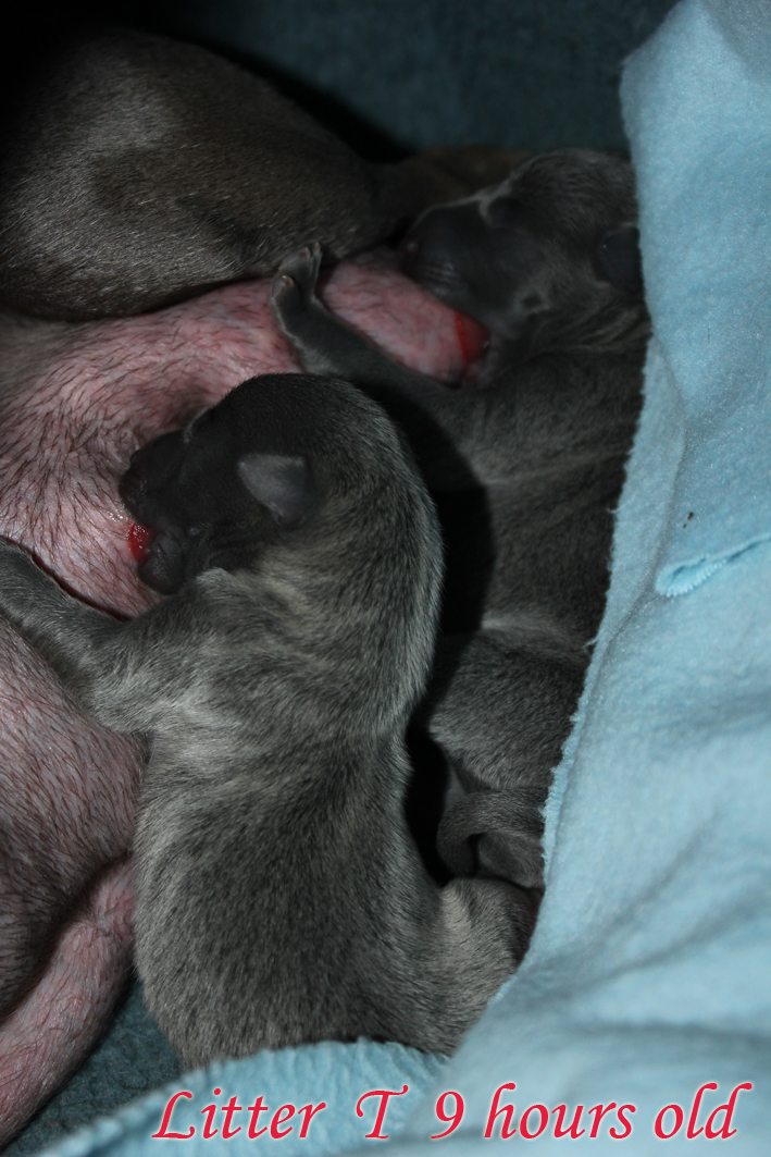 Litter T 2012, 6 hours old 02