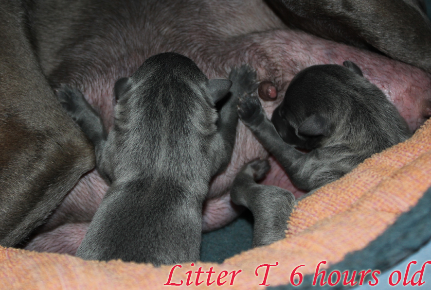 Litter T 2012, 6 hours old (vv6) kopie