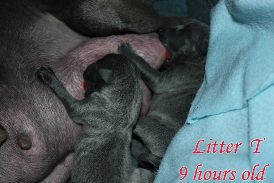Litter T 2012, 6 hours old 01