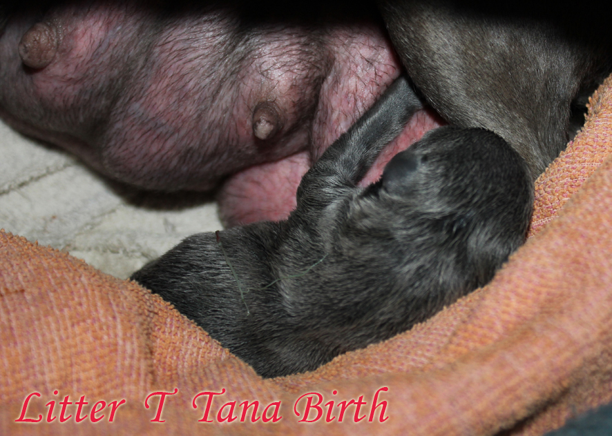 Tana birth