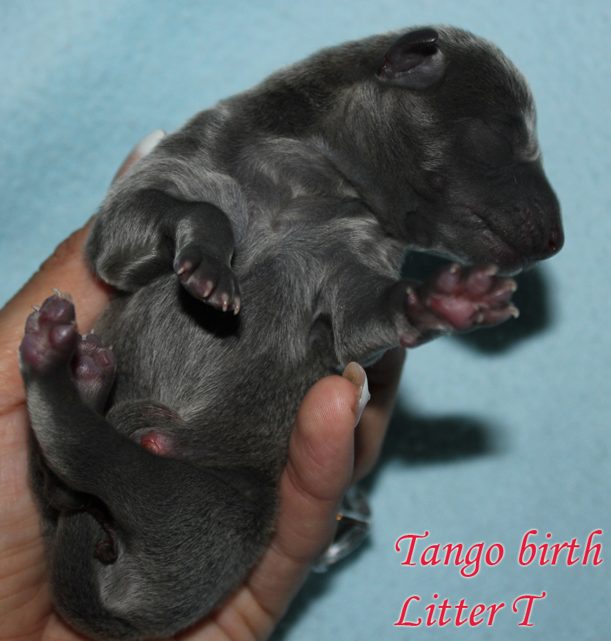 Tango birth 