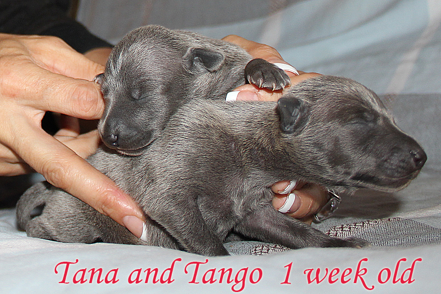 Litter T 2012, 1 week old 01