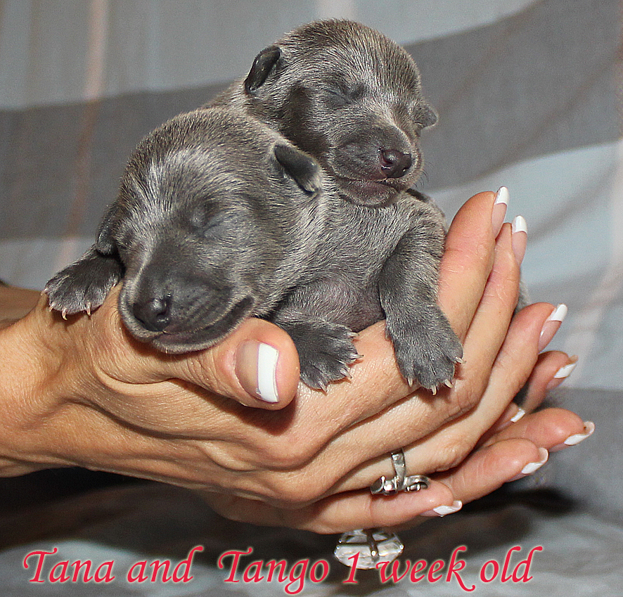 Litter T 2012, 1 week old 