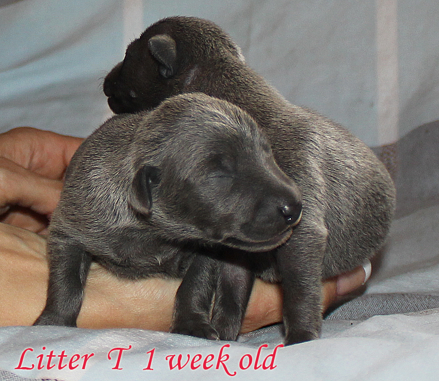 Litter T 2012, 1 week old (4) kopie