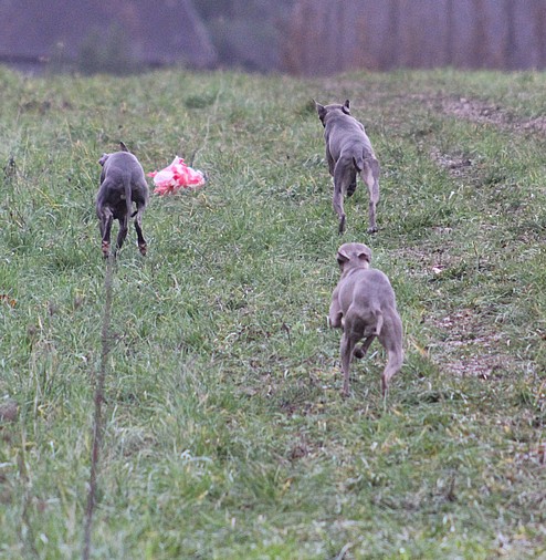 Nas trenink 19.12.2015 (178)