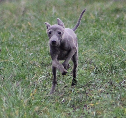 Nas trenink 19.12.2015 (180)