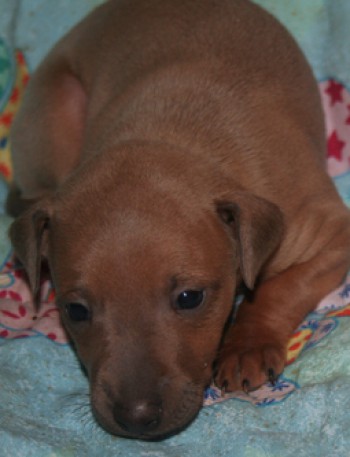 chick-feritte-bugsy-4-weeks-old-030-kopie.jpg